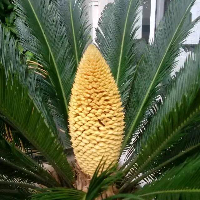 宾立