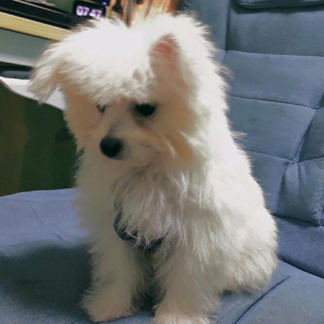 白熊呀