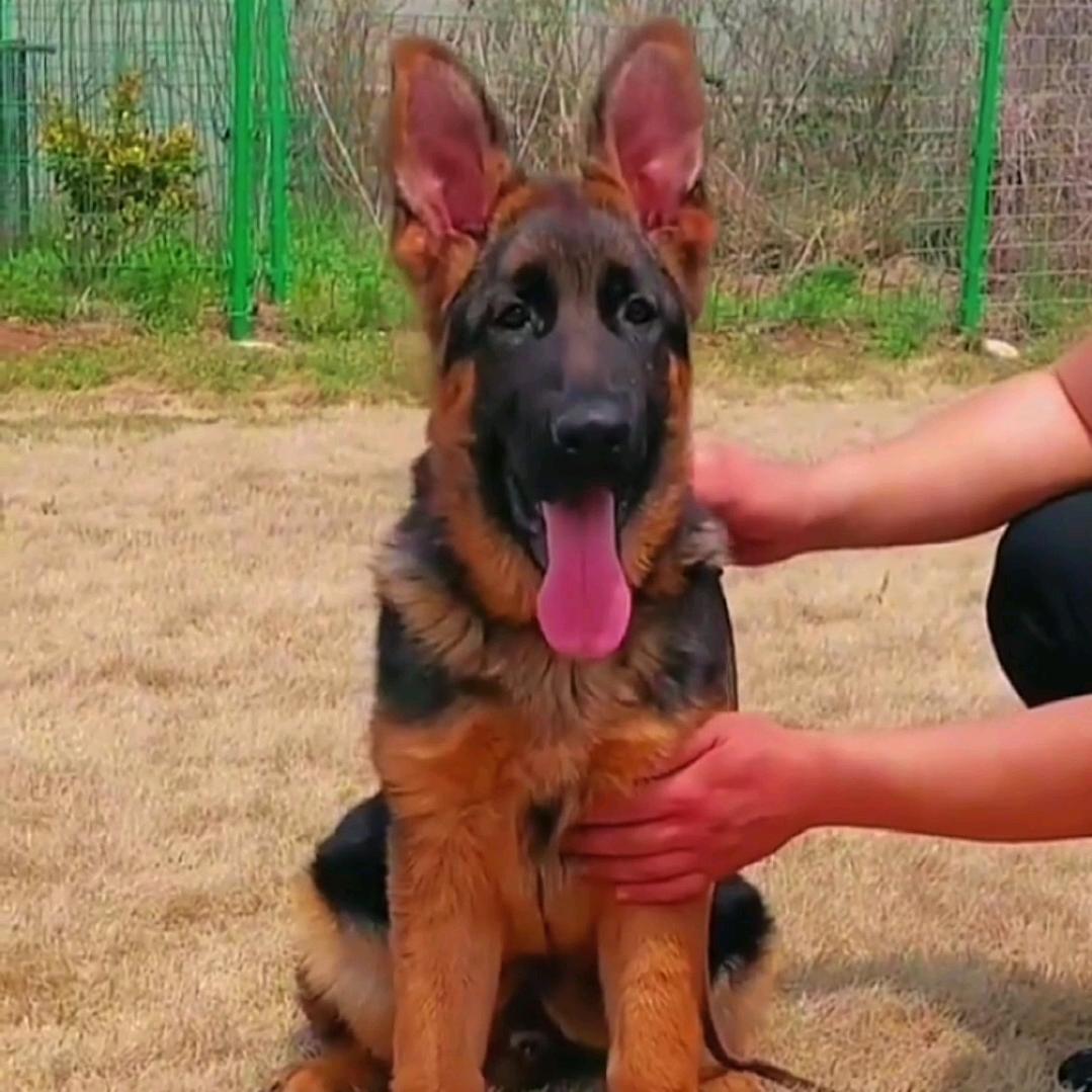 康盛护卫犬俱乐部