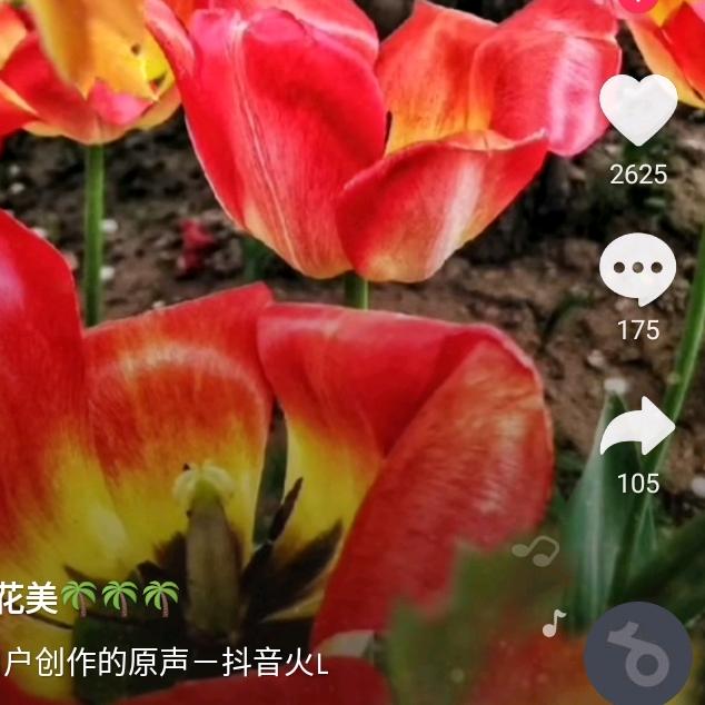夕阳红
