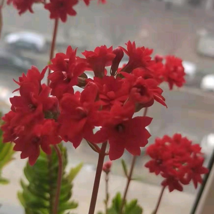 三把烟火