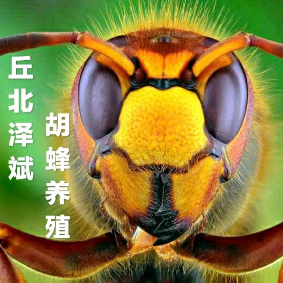王泽斌蜂蛹收售