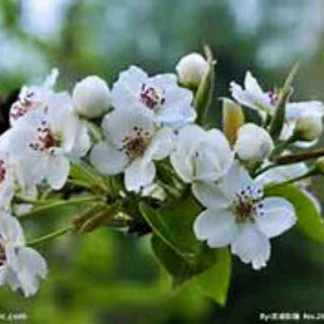 广饶瑞和农业服务农民专业合作社（石碑村）