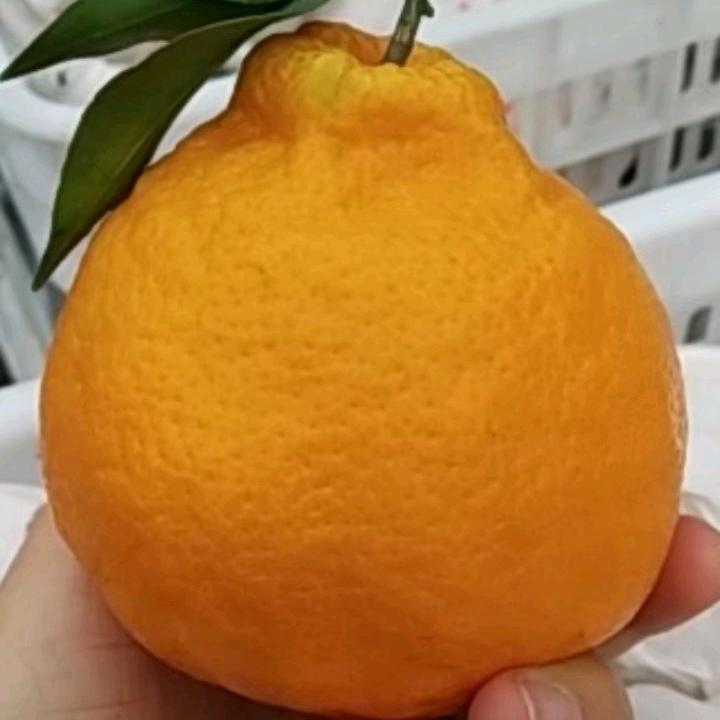 蒲江猕猴桃耙耙柑