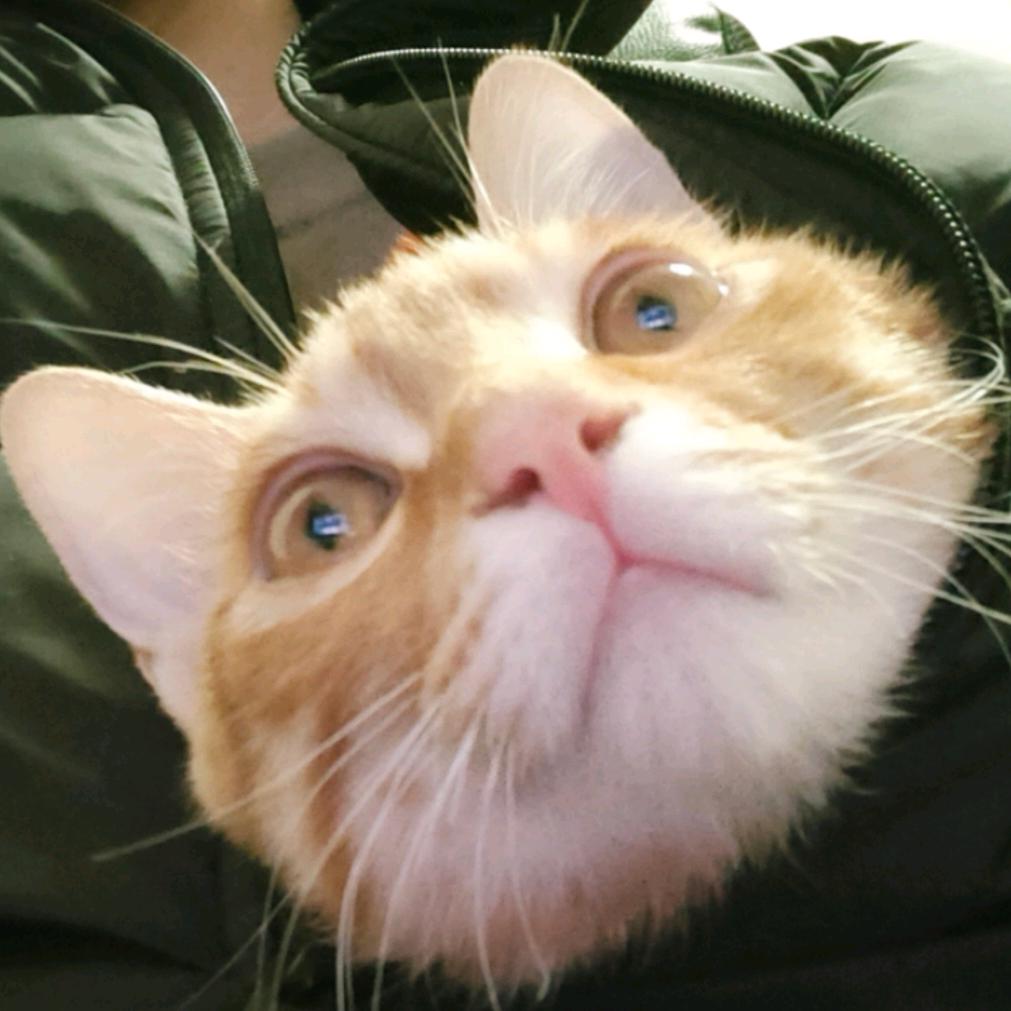橙橙和叮叮猫