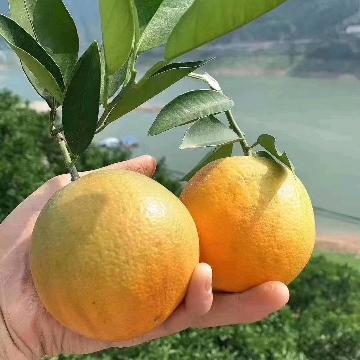 周小橙鲜果