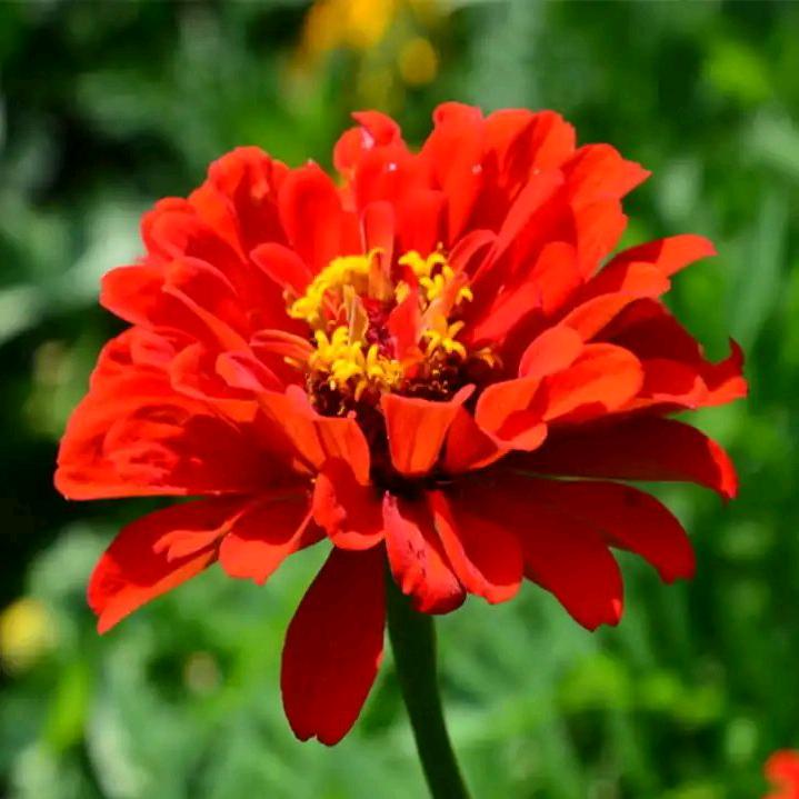火花313