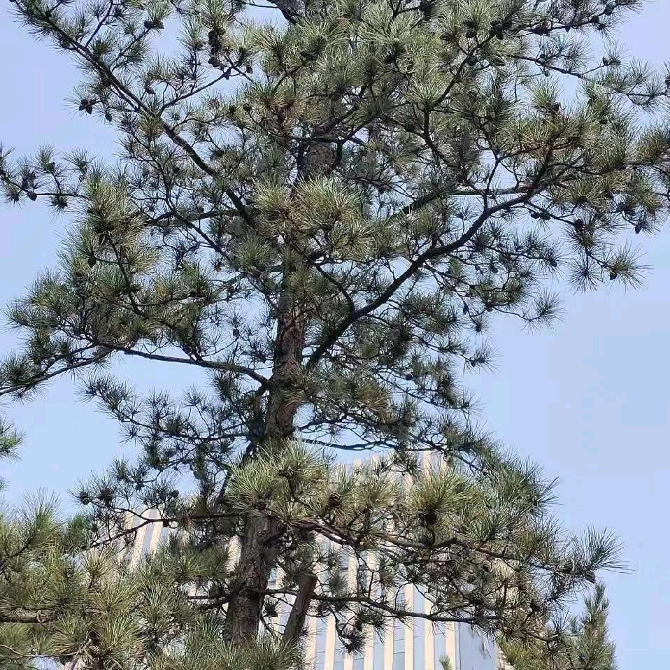 曦音