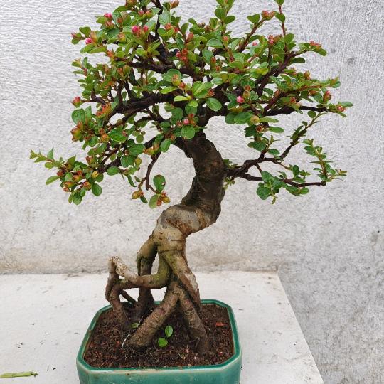 可为盆景基地直播