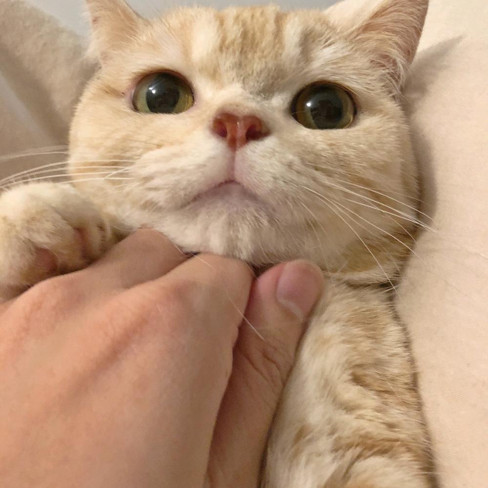 湖南卡戴珊