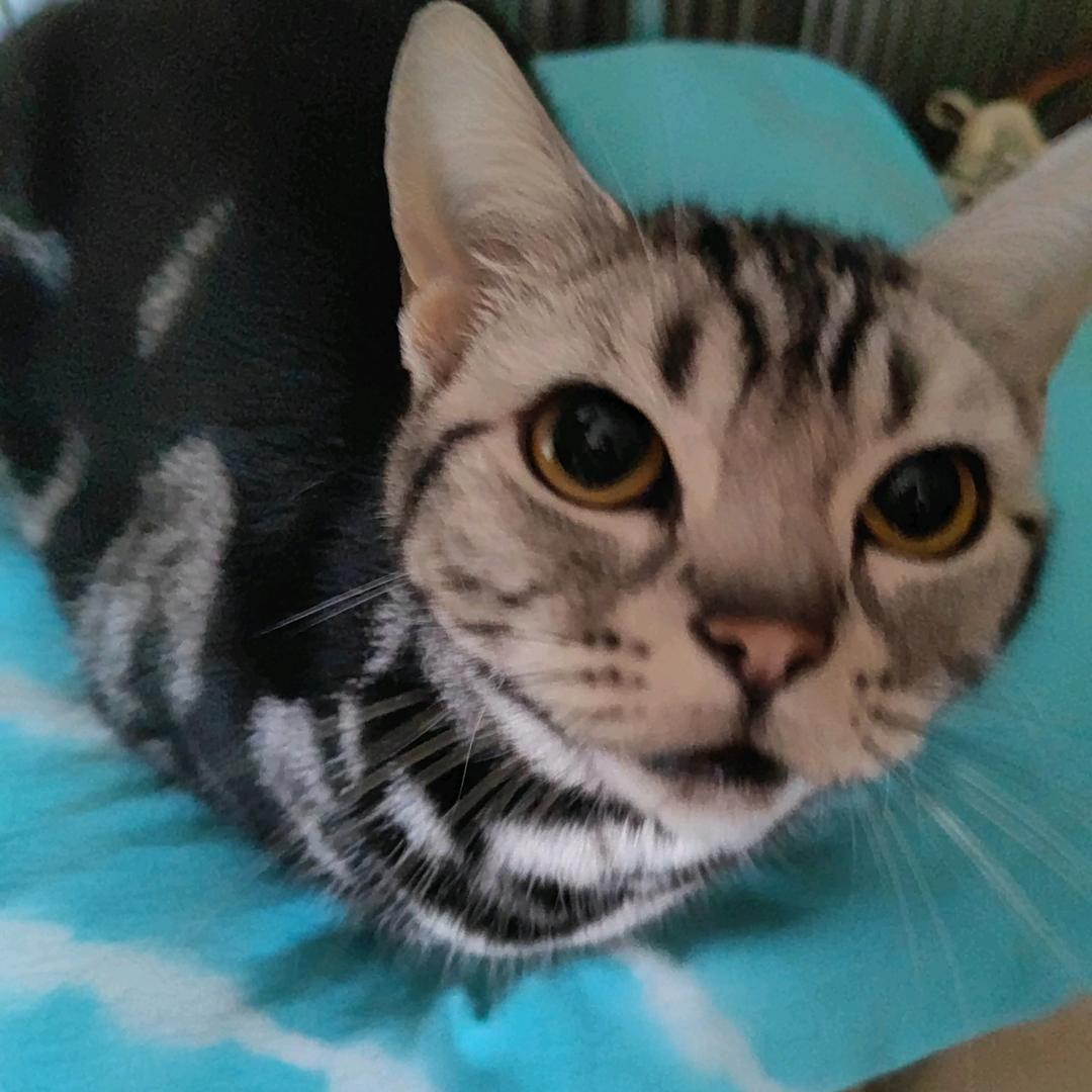 一条大河波浪宽