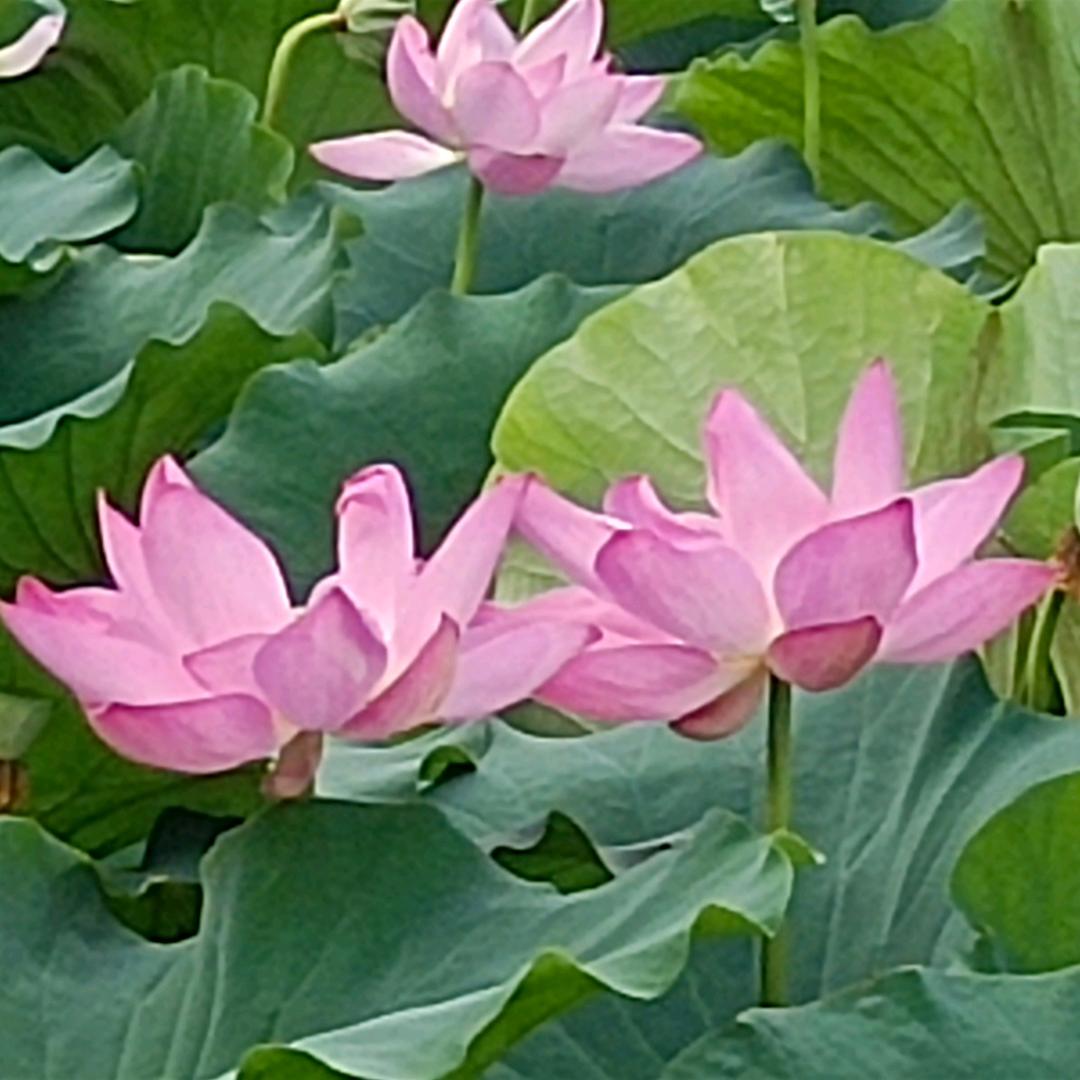 花好月圆