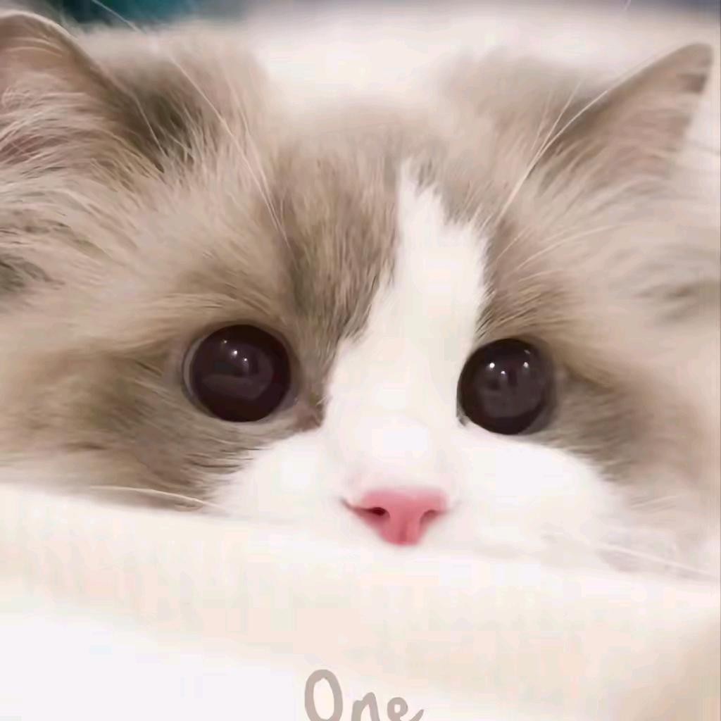 🐌蜗牛🐌