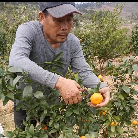 山村果农的小店