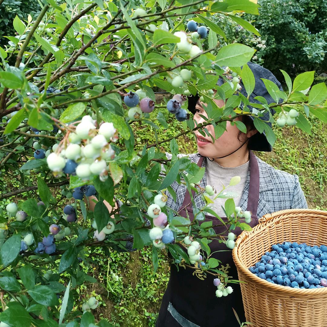 德胜松慧蓝莓农家乐+民宿