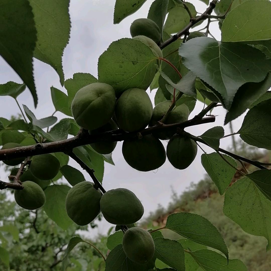 小胡助农