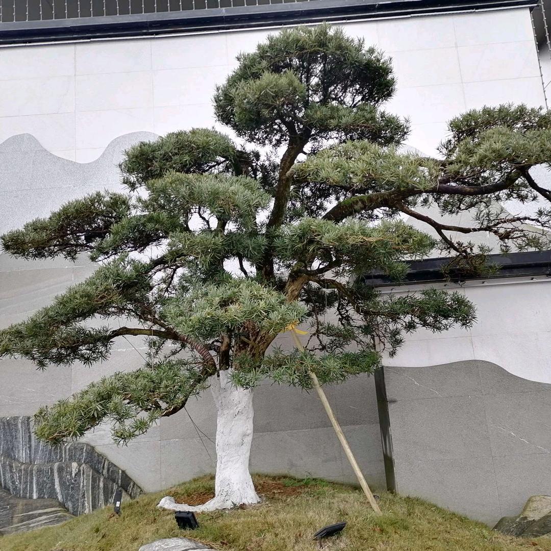 一花一世界