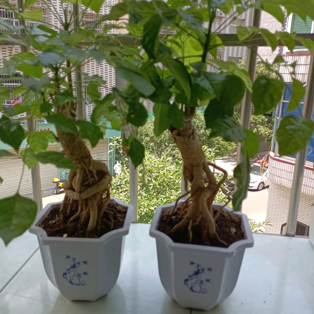冰殇毅然
