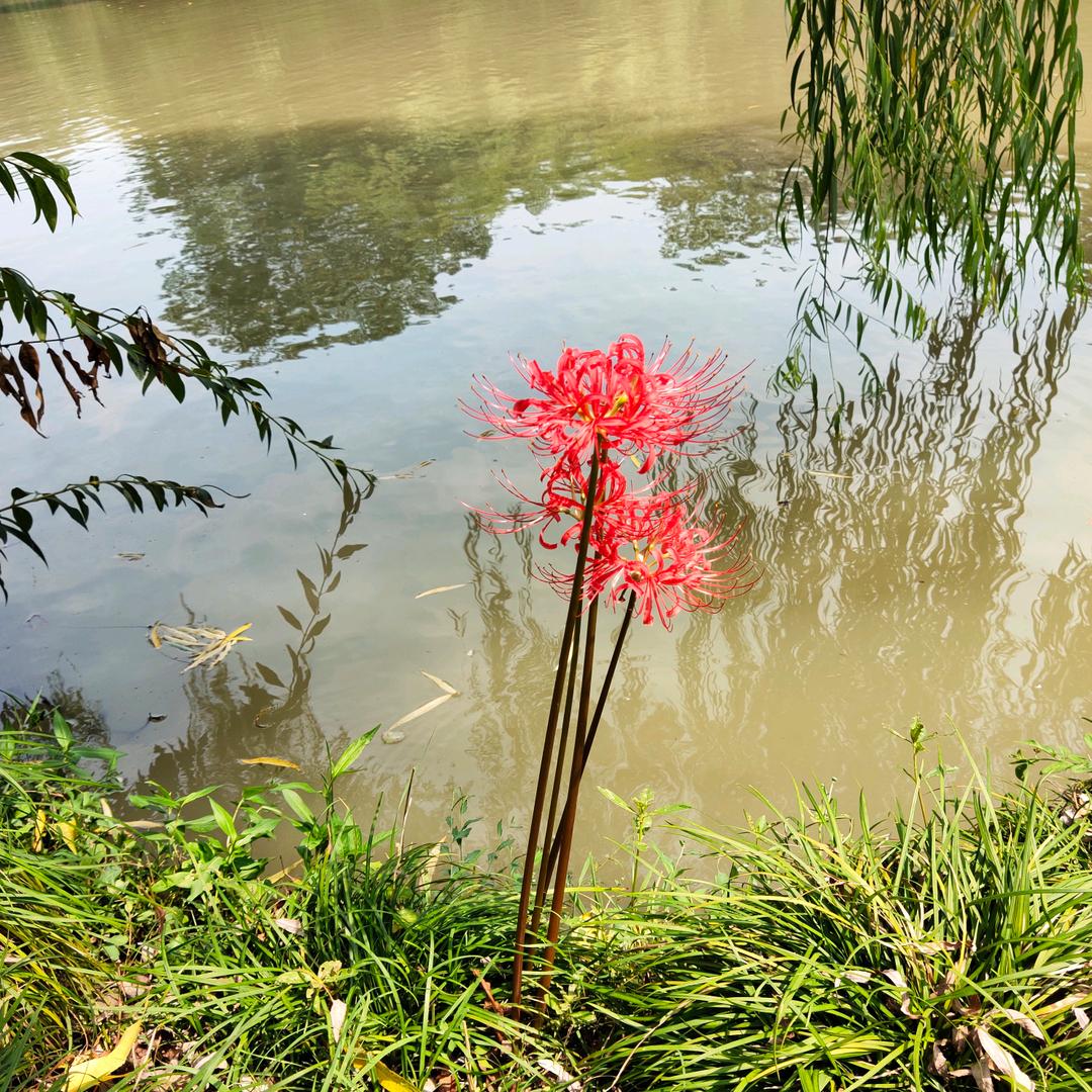 一只小天时