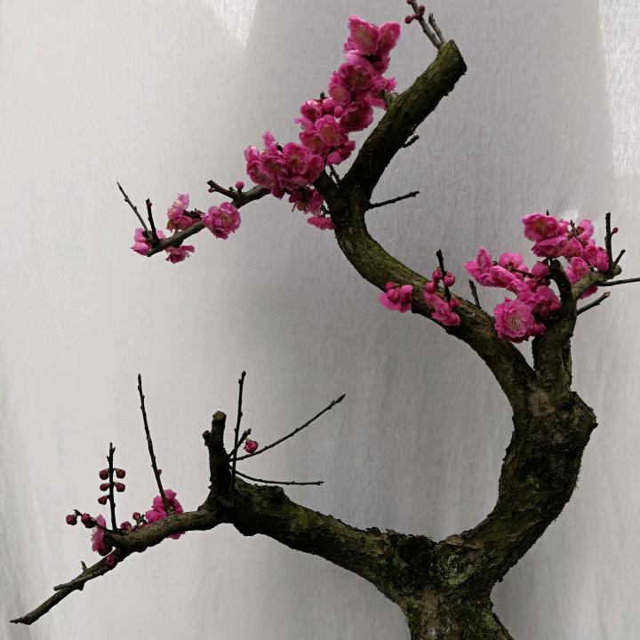 卖花渔村龙凤家