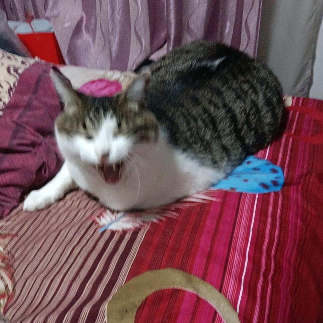 德芙他爸