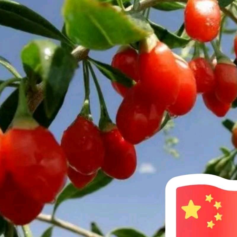 大展鸿图