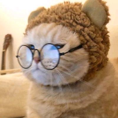 橘猫电影