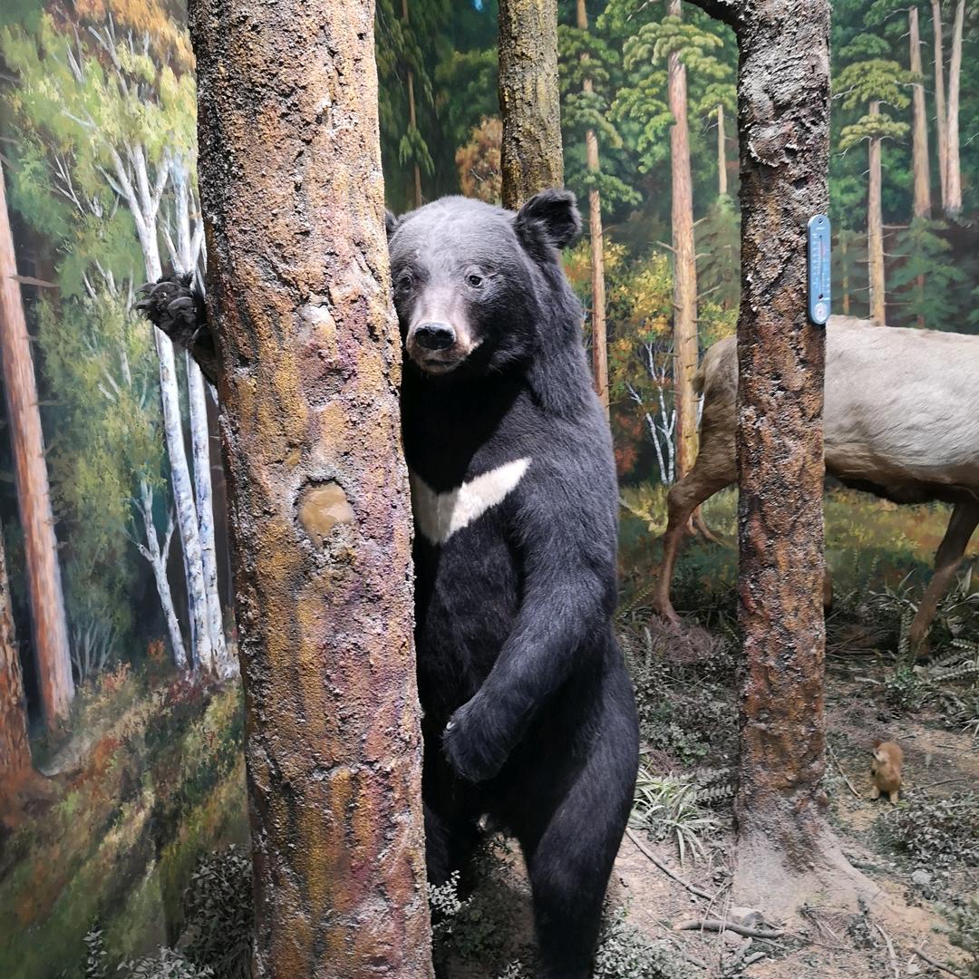 认真的独行侠