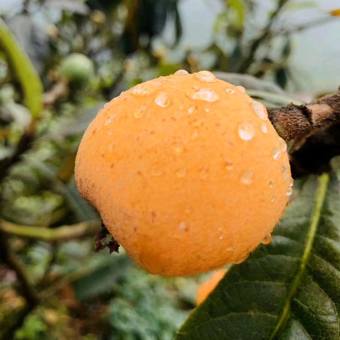 百果园@辉哥家庭农场