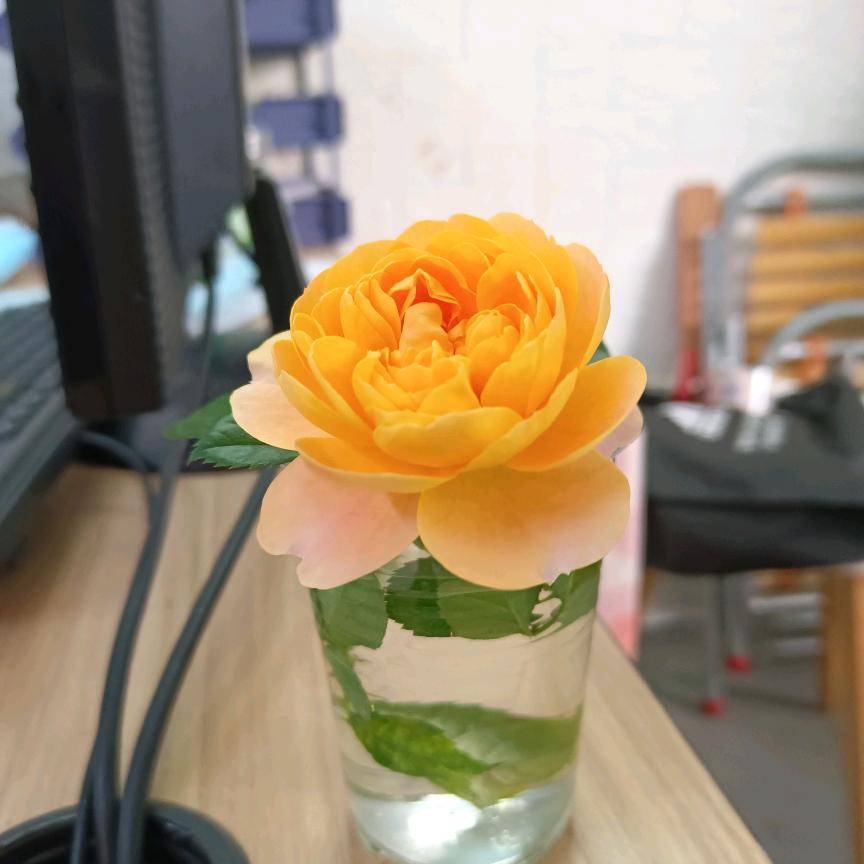 珠珠小仙女✨🌈