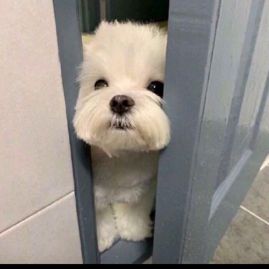 想娶像雅马哈的女人