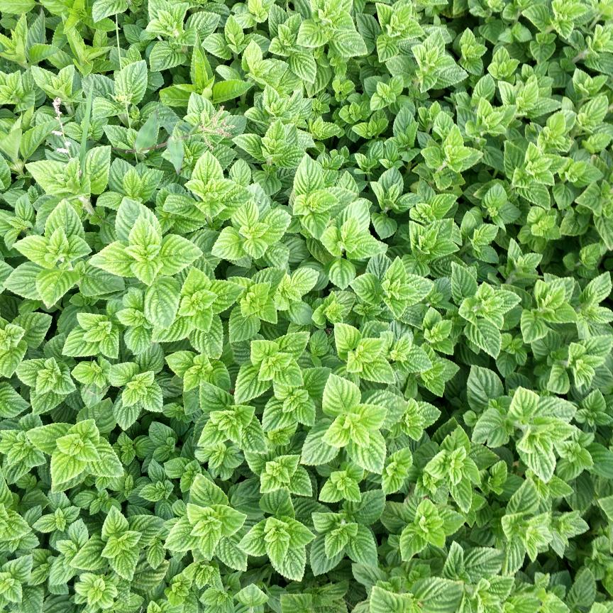 燕晨