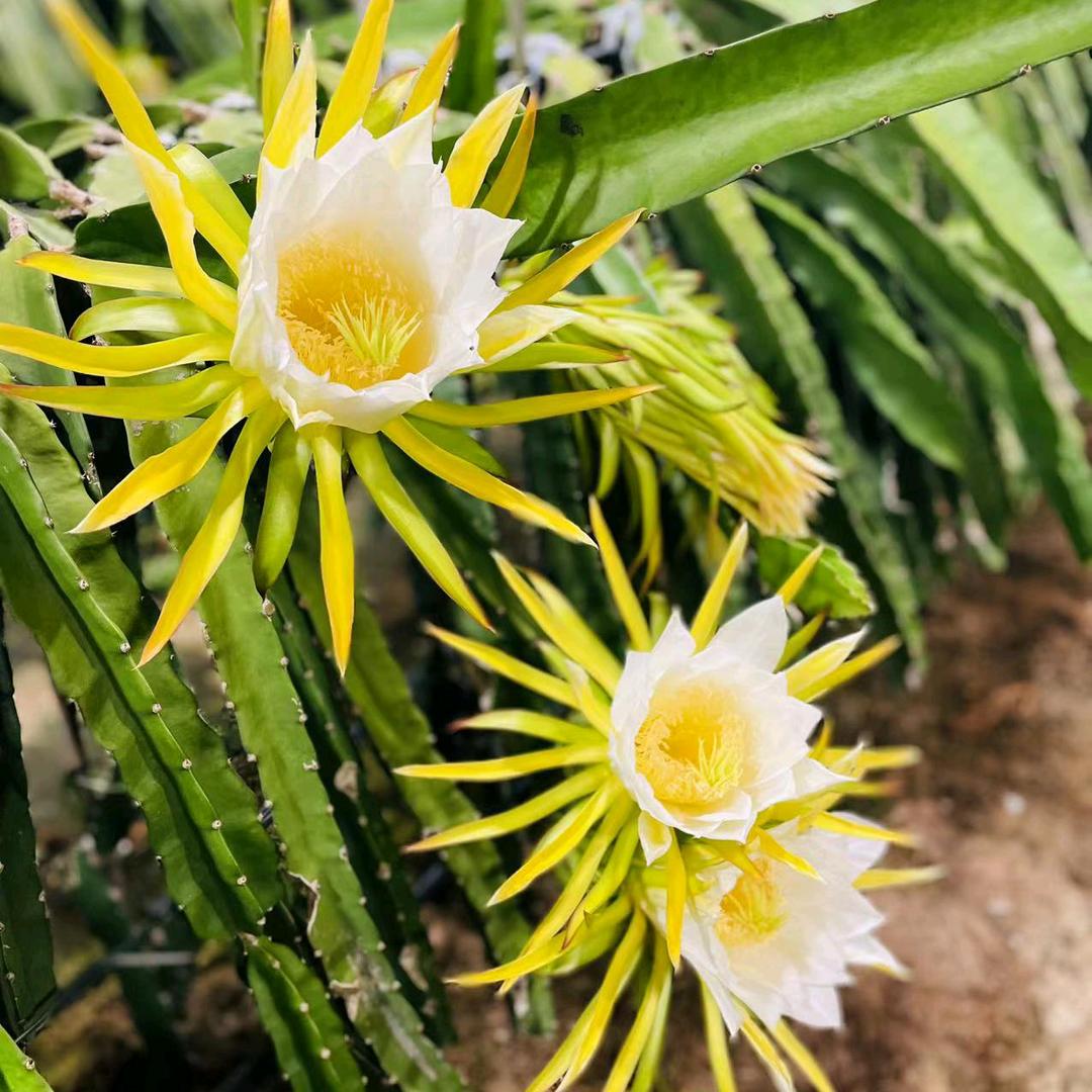 雪芹