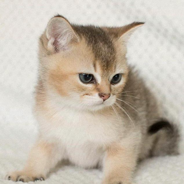 ✨🍥🍎红苹果🍎🍥✨丫～