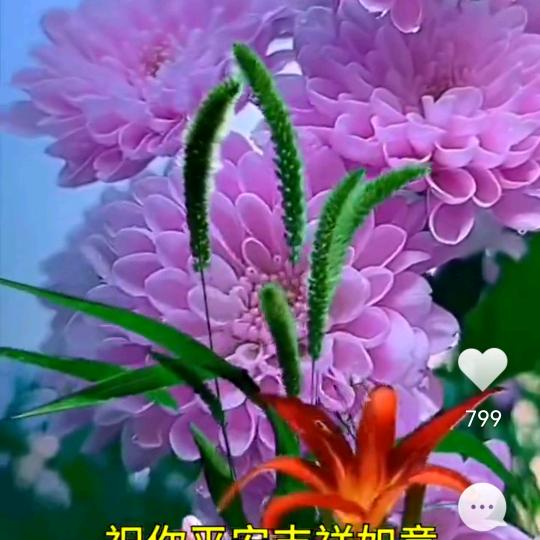TClan