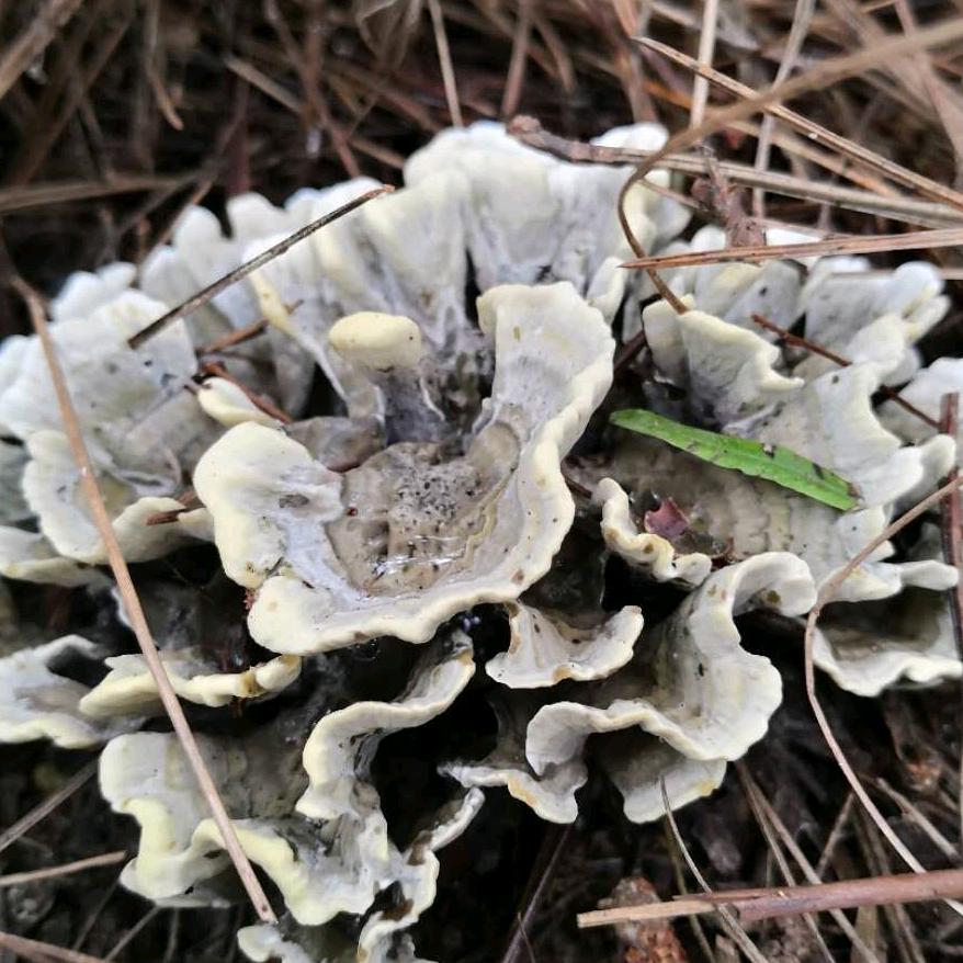 子昆教做菜