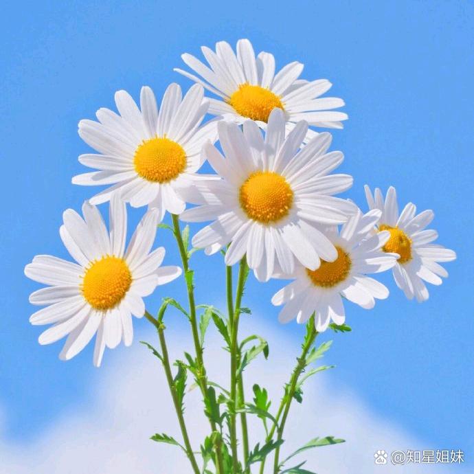 静听花儿开