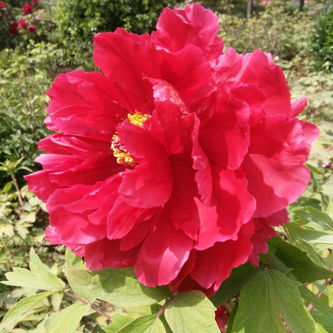 开心🌺开心