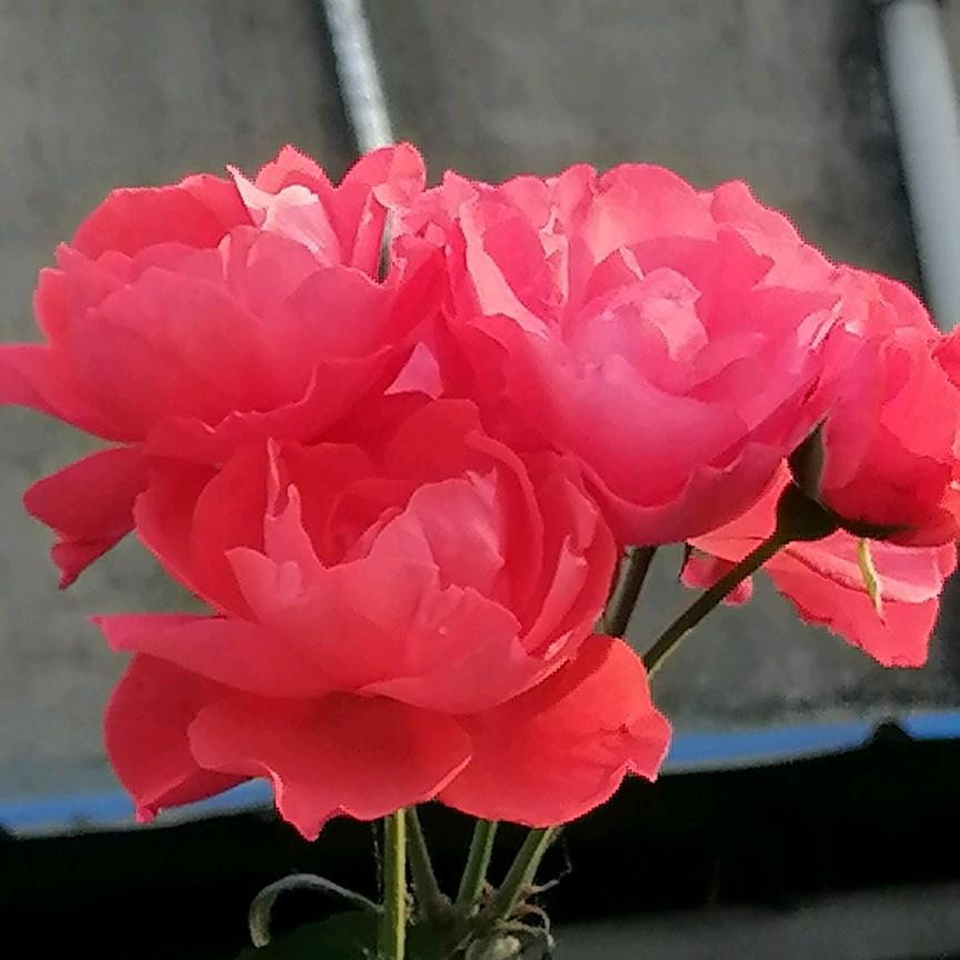 仙子