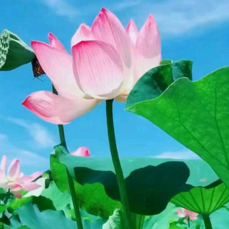 花好自然香