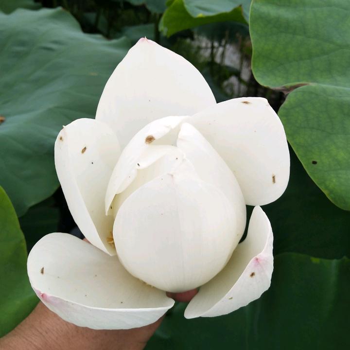 阿锋,原野专注婚礼堂全方案设计全案落地