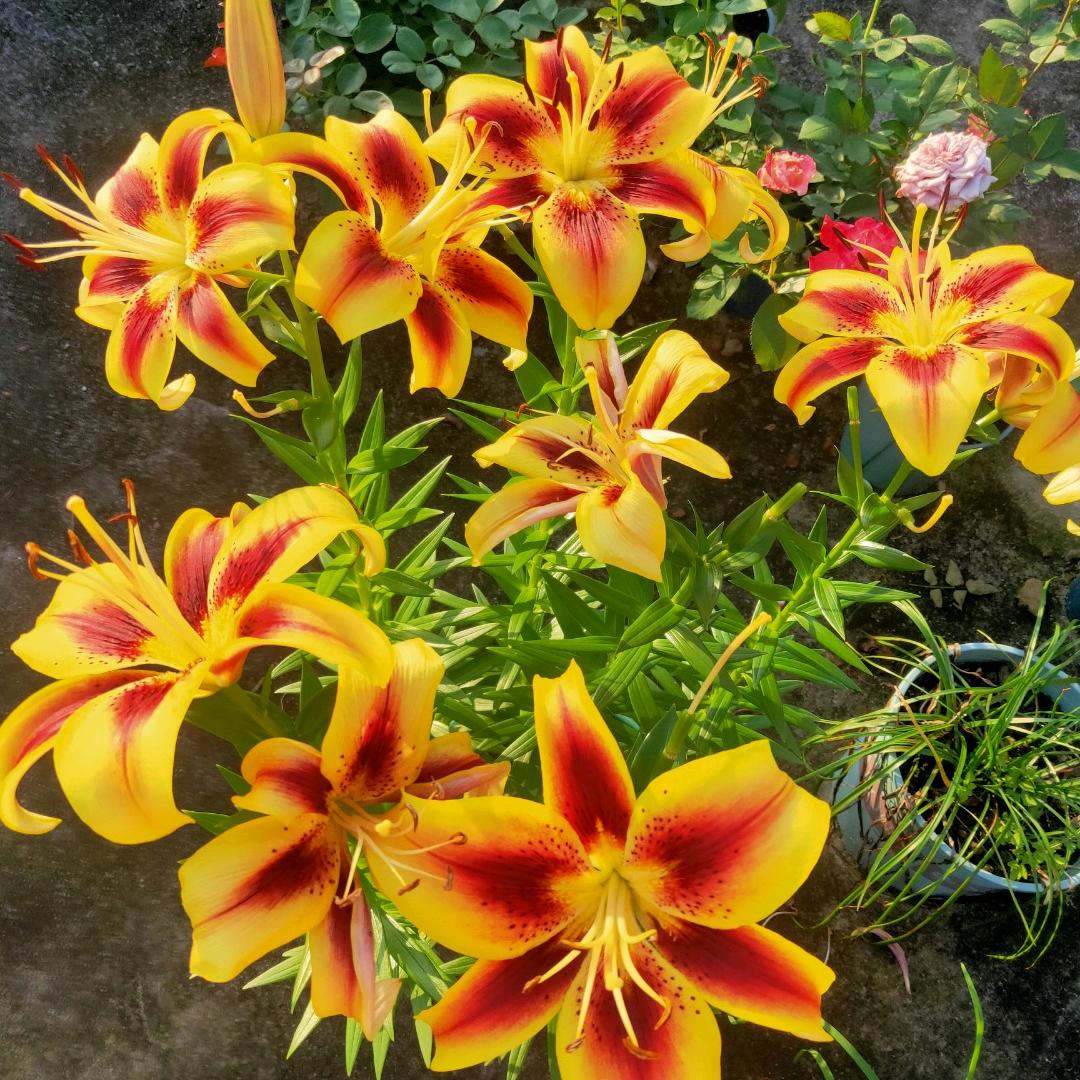 云落家的朱朱