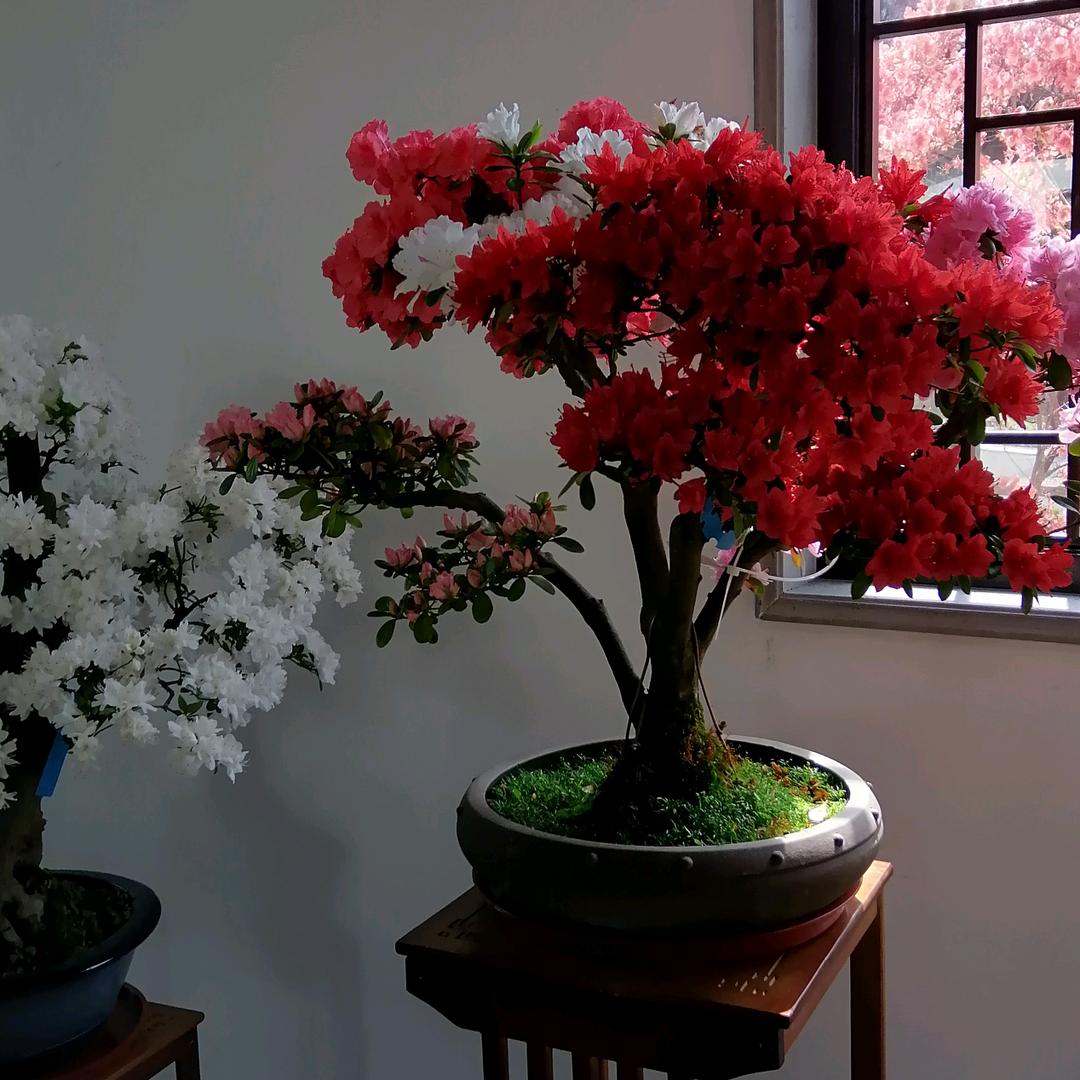王琴芳