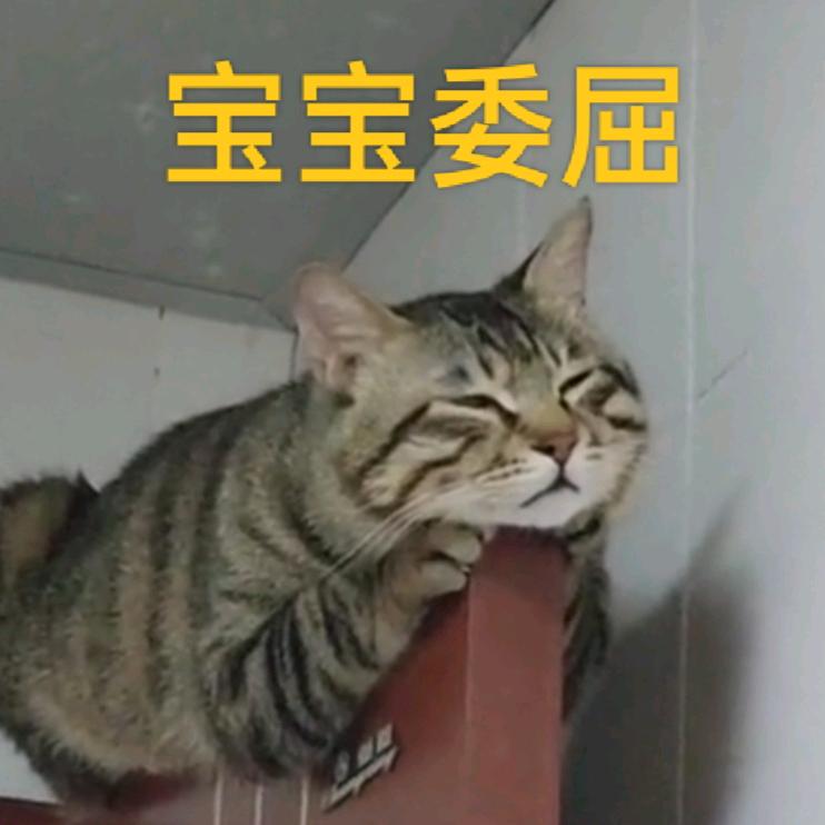 姑姑养的小龙猫