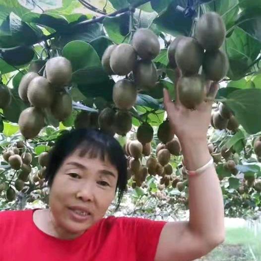 徐香姐猕猴桃716、