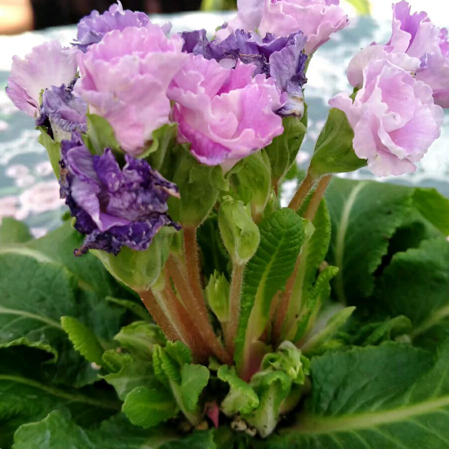 🌿🥀淡然🦋一笑🌿