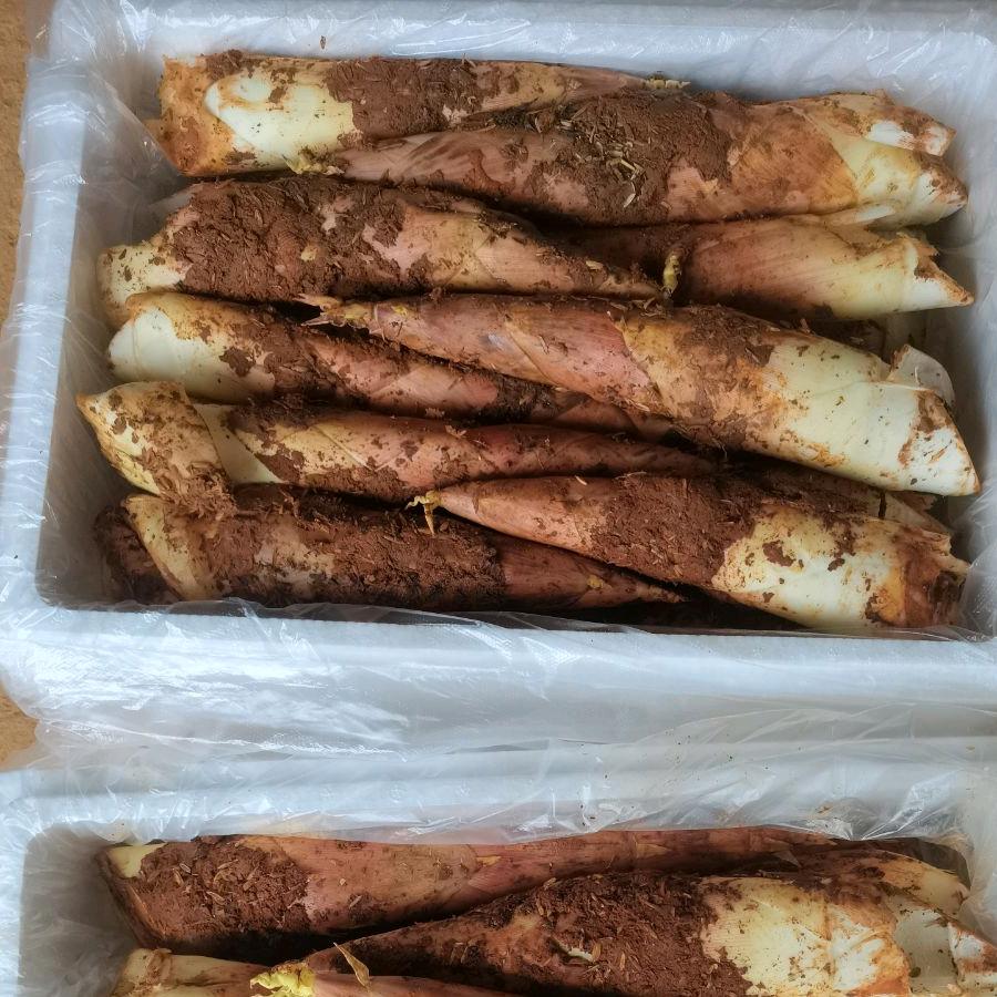 阿峰品雷笋