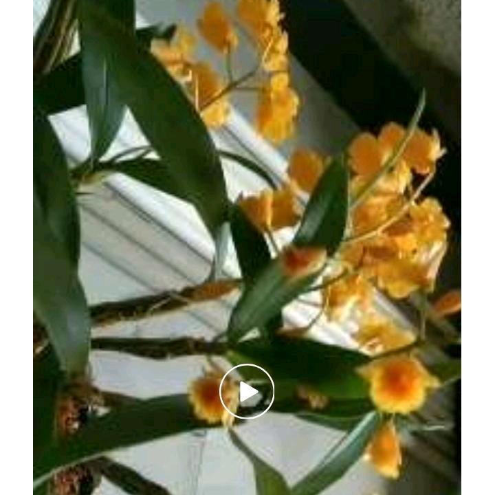 黄泽彬