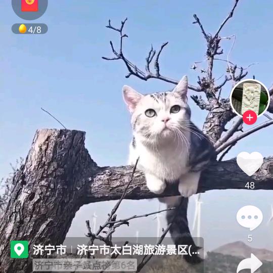 愿