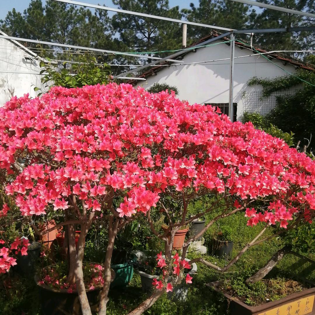 金龙花卉，盆景，园艺